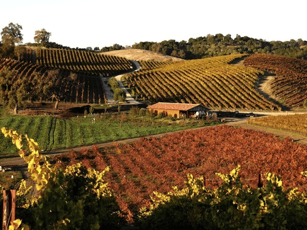 11 American Wineries Worth Planning a Trip Around